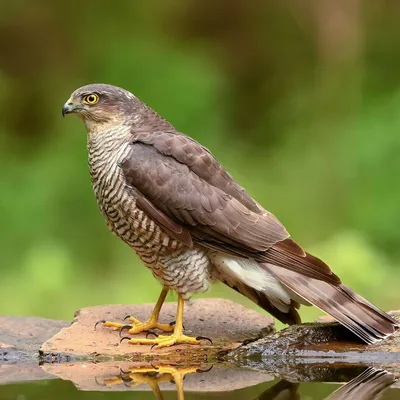 Владимир ИВАНОВСКИЙ: результаты сезона, успехи и проблемы | BirdWatch.by