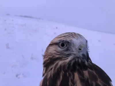 Хищные птицы нашей страны. Часть 3. Орлы. Степной орел. | Пикабу