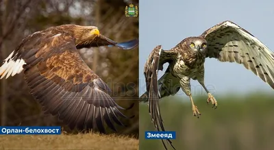 Осоед, коршун, канюк: хищные птицы Москвы / Новости города / Сайт Москвы