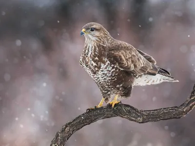 Каких хищных птиц можно встретить в Москве