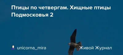 Основные виды птиц встречающиеся в Подмосковье | opitomce.ru | Дзен