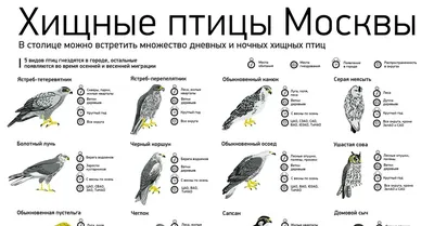 Издательство Фитон XXI Дневные хищные птицы европейской части России.