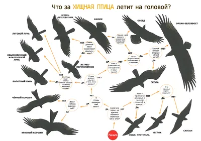 Хищные птицы Москвы | Пикабу