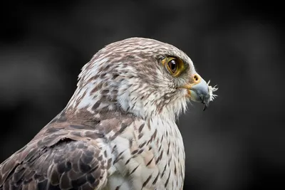 Четвертый очерк - отряд: Соколообразные Falconiformes