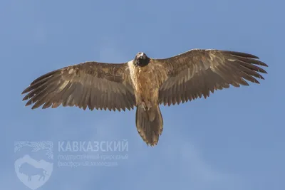 Сохраним редкие виды хищных птиц