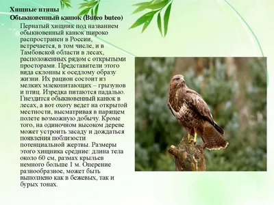 Жители Тольятти угадывают, что за хищник прилетел в город – Новости Самары  и Самарской области – ГТРК Самара