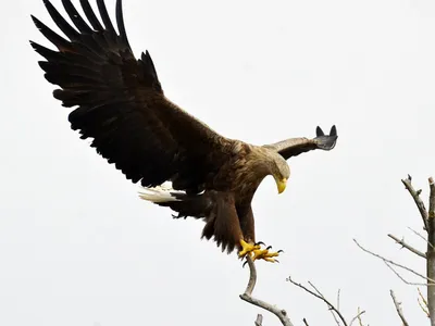 Балобан (Falco cherrug)