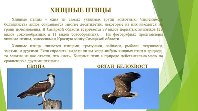 Вольный, гордый и могучий орлан: как самая большая птица России после  исчезновения вернулась в Донской край