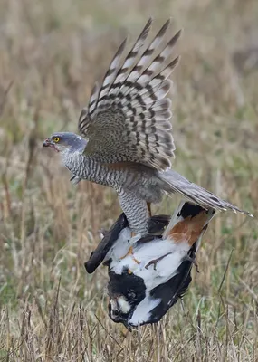 Птицы » Беркут — Aquila chrysaetus