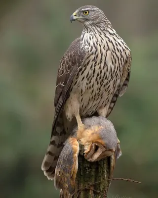 Обыкновенная пустельга (Falco tinnunculus). Птицы Сибири.