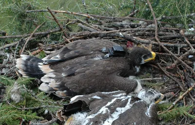 Четвертый очерк - отряд: Соколообразные Falconiformes