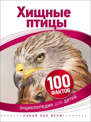 Фотография Обыкновенный канюк (Buteo buteo) Украина | Фотобанк  ГеоФото/GeoPhoto | GetImages Group