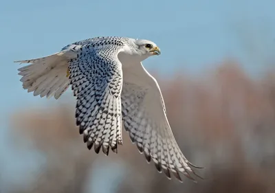 Хищные птицы хвойного леса - 66 фото