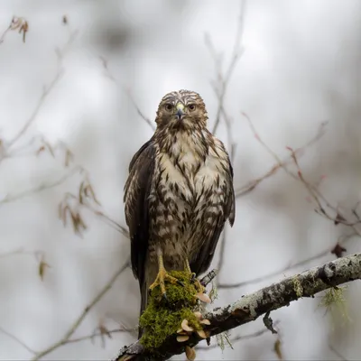 Raptors Conservation 42/2021 by Igor Karyakin - Issuu