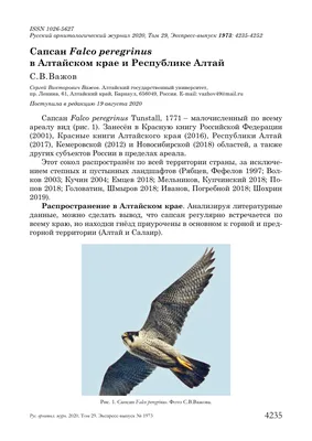 Белик В., Гаврилюк М. Хищные птицы в степях России – Український центр  досліджень хижих птахів