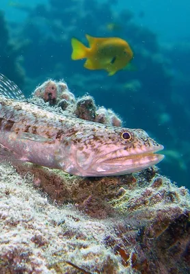 Ocean Fish - Экологические типы Пелагических рыб можно разделить на два  типа. Первый — активные хищники, которые охотятся на стайных или одиночных  рыб среднего или небольшого размера. Обычно они держатся поодиночке или