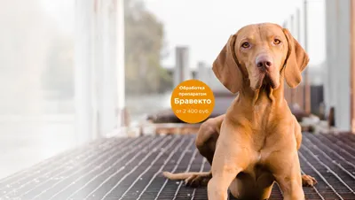 Распространенные заболевания у собак — Purina ONE®