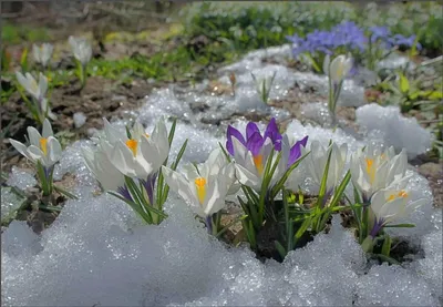 Хочется весны, свежести и ярких красок? А давайте нарисуем это! 😍🌷  🍃Мастер-класс \"БУКЕТ ВЕСНЫ\" 🍃.. | ВКонтакте