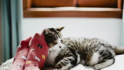 Catnap Connoisseurs: How Cats Sleep | Fear Free Happy Homes