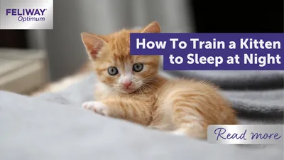 How Much Sleep Do Puppies Need? | BeChewy