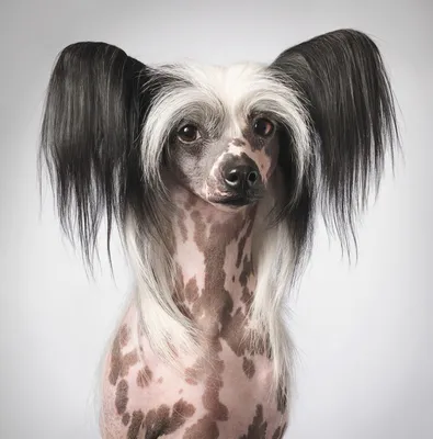 Китайская хохлатая собака (Canis lupus familiaris 'Chinese Crested') - Rock  Identifier