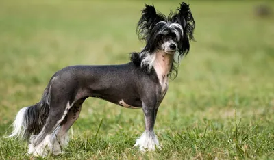 Китайская хохлатая собака (Chinese Crested Dog) - порода веселая, игривая и  нежная. Фото, описание и отзывы о собаке.