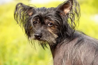 Rare blue eyes. Wish I could afford one with blue eyes | Chinese dog,  Chinese crested, Chinese crested dog