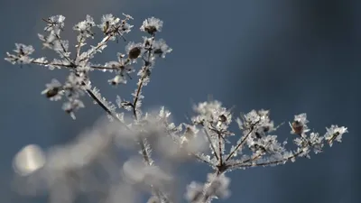 Лечение холодом: 8 признаков, чем полезен холод для нашего организма |  Красивая женщина — ухоженная женщина! ✓ | Дзен