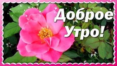 Открытки \"Доброго утра!\" во вторник (100+)