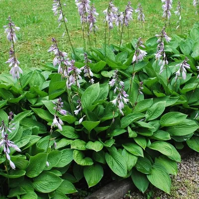 Shadowland® 'Autumn Frost' - Hosta hybrid | Proven Winners