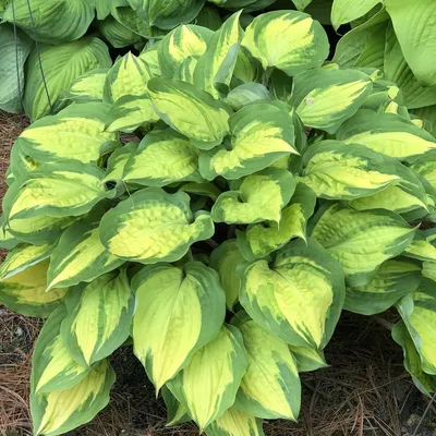 Buy Hosta Elegans Plants Online | Free Shipping Over $129