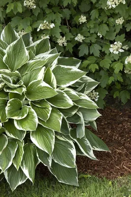 Hosta Island Breeze - Buy Hostas Perennials Online