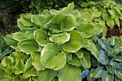 Hosta 'Karin' - buy Plantain Lily at Coolplants