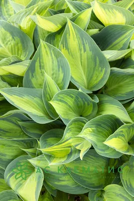 Winter Snow Hosta - Shade Perennial Giant Hosta Plant – NH Hostas