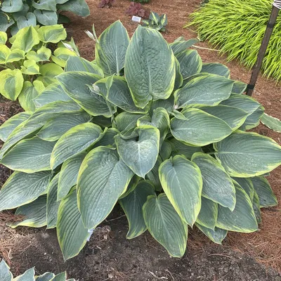 Buy Hosta Plants Online | Buy 1 Get 1 Free Sale – TN Nursery