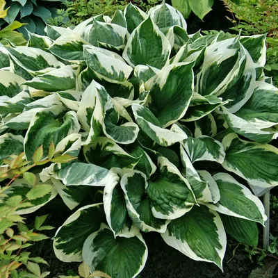 SHADOWLAND® 'Wu-La-La' Hosta - Garden Crossings