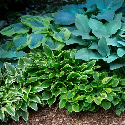 Mixed Hosta Bare Roots For Sale | Hosta Bumper Crop Mix – Easy To Grow Bulbs