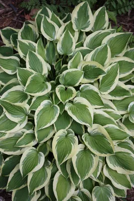 Learn about Hosta 'Pilgrim' | G. Rasmussen, A. Malloy 97 | Perennial  Encyclopedia