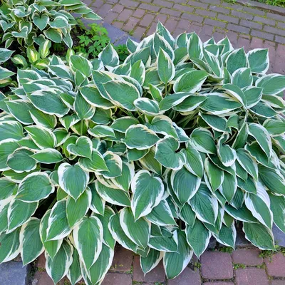 Patriot Hosta Plants for Sale | FastGrowingTrees.com