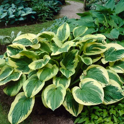 Hosta - Twilight – Plantcetera