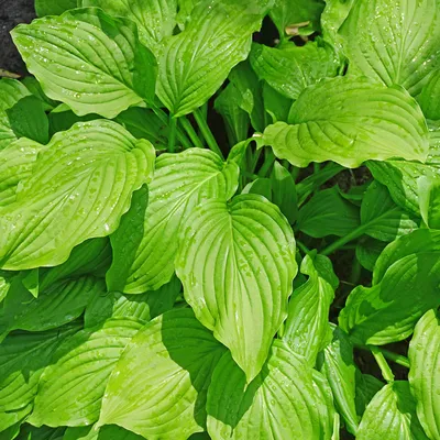 26 of the Best Hosta Varieties for Your Shade Garden