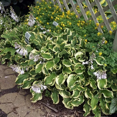 Hosta Honeybells - Johnson Nursery Corporation