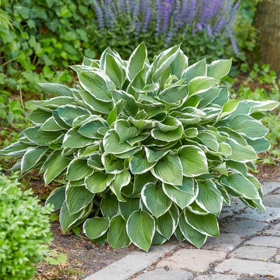 Hosta sieboldiana 'Elegans' | White Flower Farm