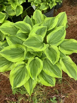 Hosta 'Wheee!' - Midwest Groundcovers, LLC