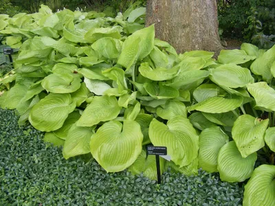 Hosta Golden Tiara Plantain Lily, Golden Tiara, #1 - Behmerwald Nursery