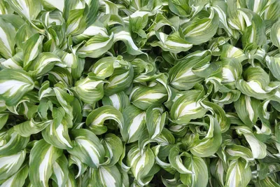 Hosta Pandora's Box | Bluestone Perennials