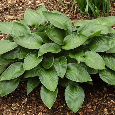 Hosta Tratt. | Plants of the World Online | Kew Science