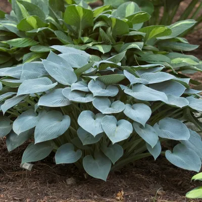 Hosta 'Undulata' (Wavy Plantain Lily)