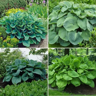 Hosta 'Devon Green' - buy Plantain Lily at Coolplants