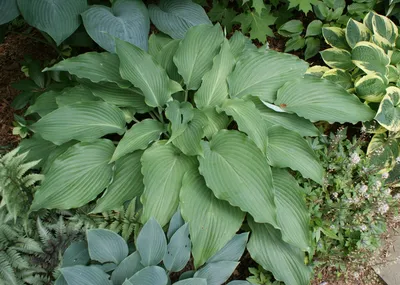 Halcyon Hosta | Plant Addicts